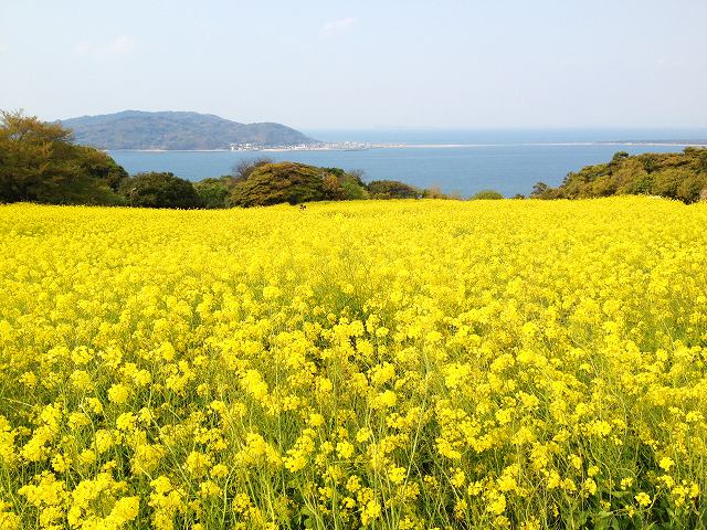 Beautifu flower scene with yellow rape blossoms in Nokonoshima Island park in Fukuoka, Japan.