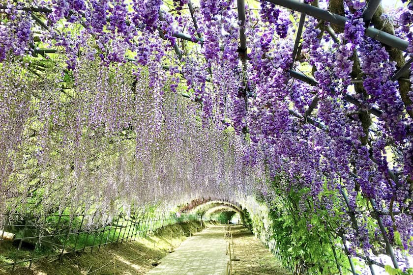 This is a photo of the Kawachi Wisteria Garden in Kitakyushu City, Fukuoka Prefecture, Kyushu, Japan. The tunnel of blue-violet, white, and various other colors of wisteria flowers is very beautiful. This image is also linked to the Custom One Day Tour page.