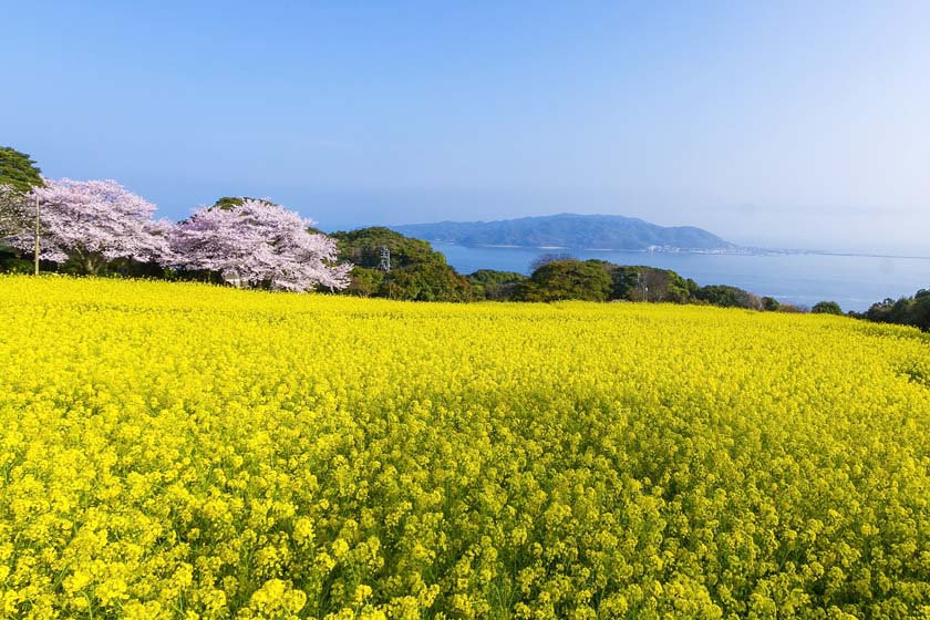 Beautifu flower scene with yellow rape blossoms in Nokonoshima Island park in Fukuoka, Japan.